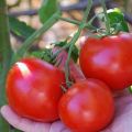 Charakterystyka i opis odmiany pomidora Doll Masha