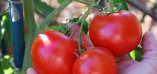 Caracteristicile și descrierea soiului de tomate Doll Masha