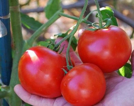 Características y descripción de la variedad de tomate Doll Masha