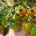 Vyšnių Liza pomidorų veislės aprašymas, jo savybės ir produktyvumas
