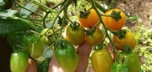 Beskrivelse af kirsebær Lisa tomatsorten, dens egenskaber og udbytte