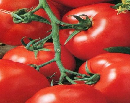 Caractéristiques et description de la variété de tomate Mars F1, rendement