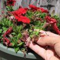 How to properly pinch a petunia to make it lush