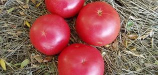 Egenskaper och beskrivning av tomatsorten Raspberry-ringningar, dess utbyte