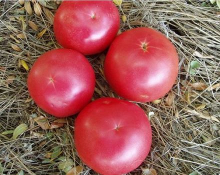 Charakteristika a opis odrody paradajok Raspberry ringing, jej výnos