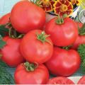 What are standard tomatoes, the best varieties for open ground and greenhouses