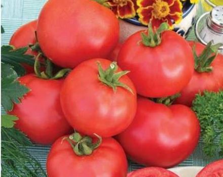 ¿Qué son los tomates estándar, las mejores variedades para campo abierto e invernaderos?