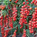 Eigenschaften und Beschreibung der Rapunzel-Tomatensorte, deren Ertrag