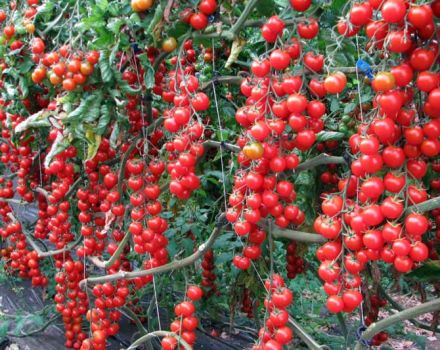 Characteristics and description of the Rapunzel tomato variety, its yield