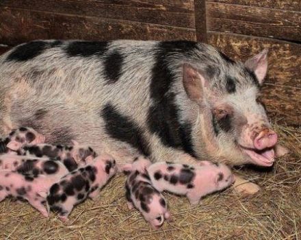 Cât de mult umblă un porc însărcinat și de ce depinde calendarul, cum să se determine