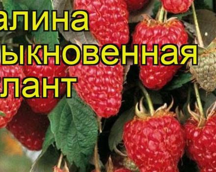 Description and characteristics of the Atlant raspberry variety, planting and reproduction