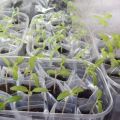 Stādīšana un padomi tomātu audzēšanai pēc Galina Kizima metodes