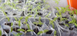 Pflanzen und Tipps zum Anbau von Tomaten nach der Galina Kizima-Methode