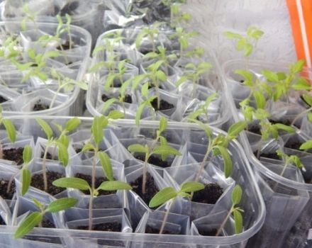 Pflanzen und Tipps zum Anbau von Tomaten nach der Galina Kizima-Methode