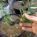 Ways and methods of breeding sea buckthorn at home
