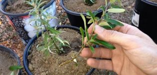 Modi e metodi di allevamento dell'olivello spinoso a casa