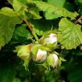 Causes and signs of diseases and pests of hazelnuts, what to do to combat them