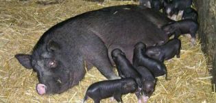 Zeichen und Hilfe für die Abferkelung vietnamesischer Schweine zum ersten Mal zu Hause