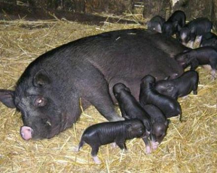 Znaki i pomoc przy porodzie wietnamskich świń po raz pierwszy w domu