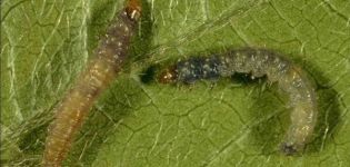 Methods of dealing with grape leafworm on grapes with chemical and folk remedies