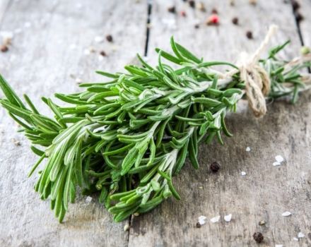 How you can keep rosemary fresh at home for the winter