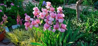 Welche Blumen im Blumenbeet sind Iris kombiniert mit, was als nächstes zu pflanzen