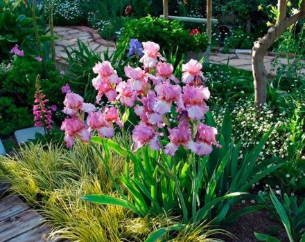 Vilka blommor i blomsterbädden är iris i kombination med, vad man ska plantera nästa