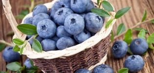 Hvordan man bedst holder blåbær frisk til vinteren derhjemme