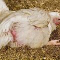Causes, symptoms and treatment of diseases of laying hens at home
