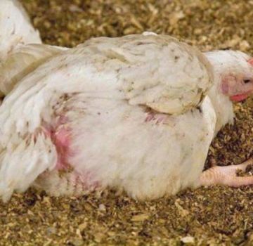 Causes, symptoms and treatment of diseases of laying hens at home