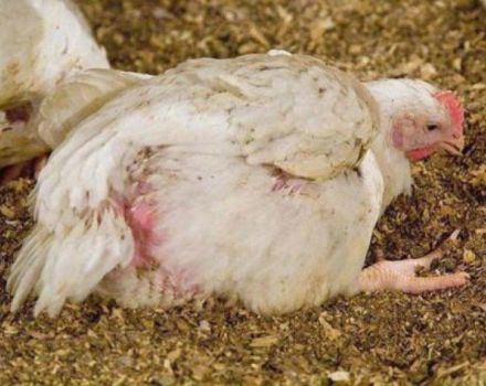 Evde yumurtlayan tavuk hastalıklarının nedenleri, semptomları ve tedavisi