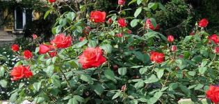 Description and characteristics of the Corvette rose variety, cultivation and reproduction