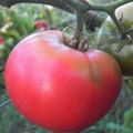 Tomaattilajikkeen Pink Rise F1 kuvaus ja ominaisuudet