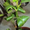 Why lemon leaves can curl and what to do