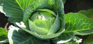 The best varieties of white cabbage seeds with names