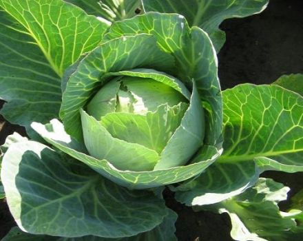 Οι καλύτερες ποικιλίες σπόρων λευκού λάχανου με ονόματα