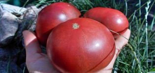 Description of the tomato variety Carbon (Carbon), its characteristics and cultivation