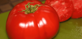 Premier-tomaattilajikkeen kuvaus, viljely ja hoito
