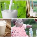 The benefits and harms of goat milk for the body, chemical composition and how to choose