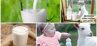 Koristi i štete kozjeg mlijeka za tijelo, kemijski sastav i način izbora