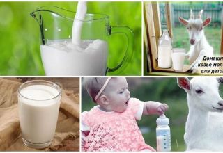 Los beneficios y perjuicios de la leche de cabra para el organismo, composición química y como elegir