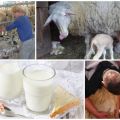 Mennyi tejet adnak a juhok naponta, valamint annak előnyei és kárai, mely fajtákat nem lehet fejni