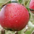 Descripció de la varietat de poma Katya i història de la cria, avantatges i desavantatges, rendiment