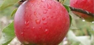 Katya ābolu šķirnes apraksts un selekcijas vēsture, priekšrocības un trūkumi, raža