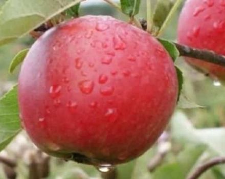 Beschreibung der Apfelsorte Katya und der Zuchtgeschichte, Vor- und Nachteile, Ertrag