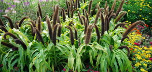 Opis foxtail rastlín pennisetum (pinnacle), jeho výsadba a starostlivosť o ne