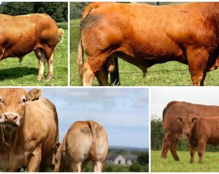 Descripción y características de las vacas limusinas, características del contenido.