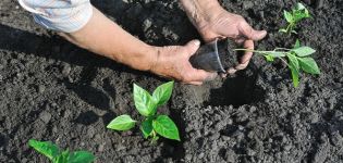 A quale temperatura e quando è possibile piantare i peperoni in piena terra