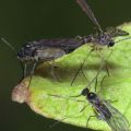 Hoe muggen in kamerbloemen te verwijderen met chemische en folkremedies