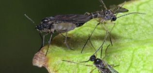 Làm thế nào để loại bỏ muỗi trong hoa trong nhà bằng các biện pháp hóa học và dân gian